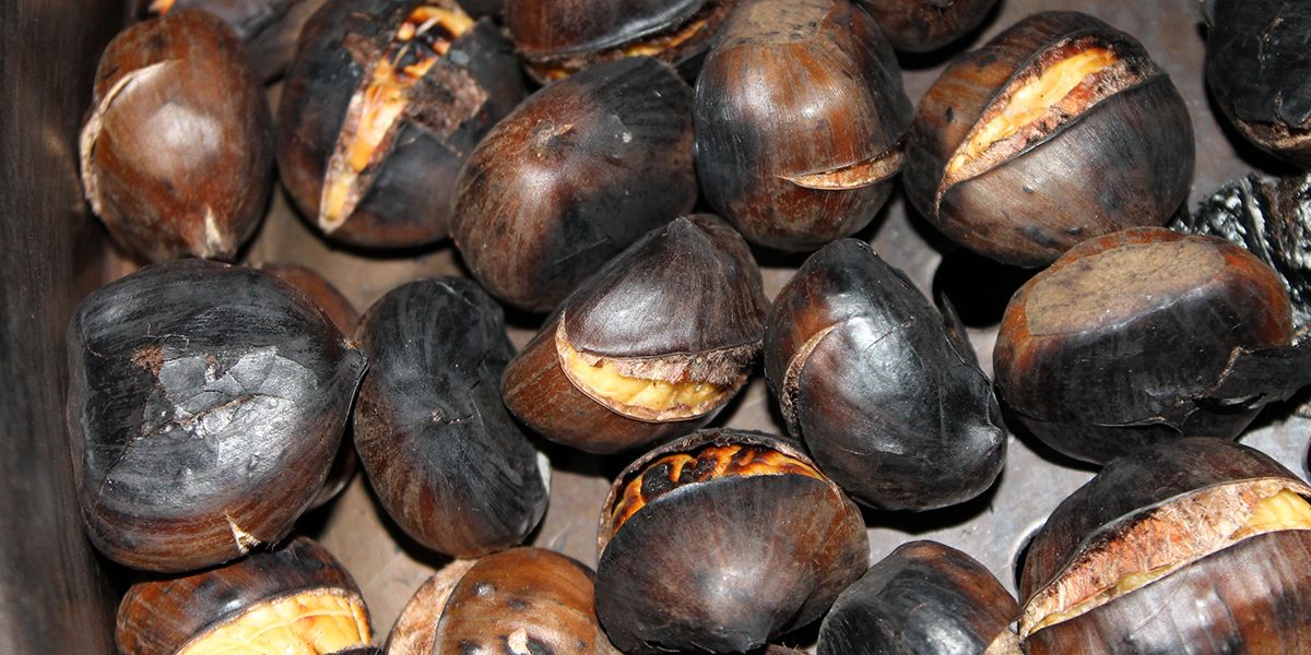 Marrons, châtaignes et marrons d'Inde : démêler le vrai du faux