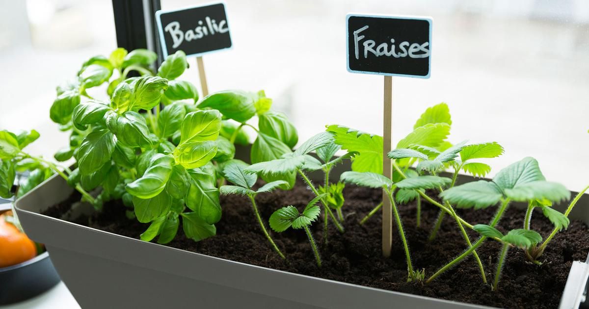 Un potager sur le balcon et des gâteaux apéritifs : les tendances culinaires de la semaine