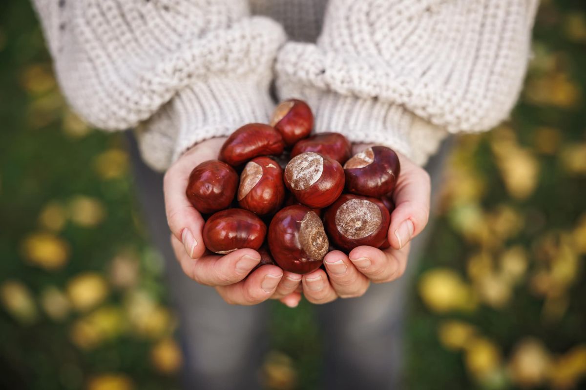 Châtaignes ou marrons : les astuces pour ne pas se tromper