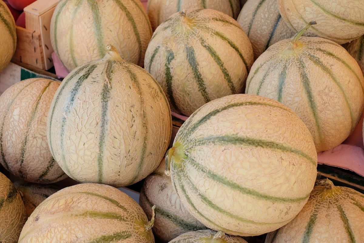 Les secrets pour choisir le melon parfait sans renifler