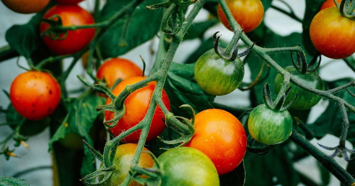 Les secrets pour choisir la tomate parfaite selon vos plats