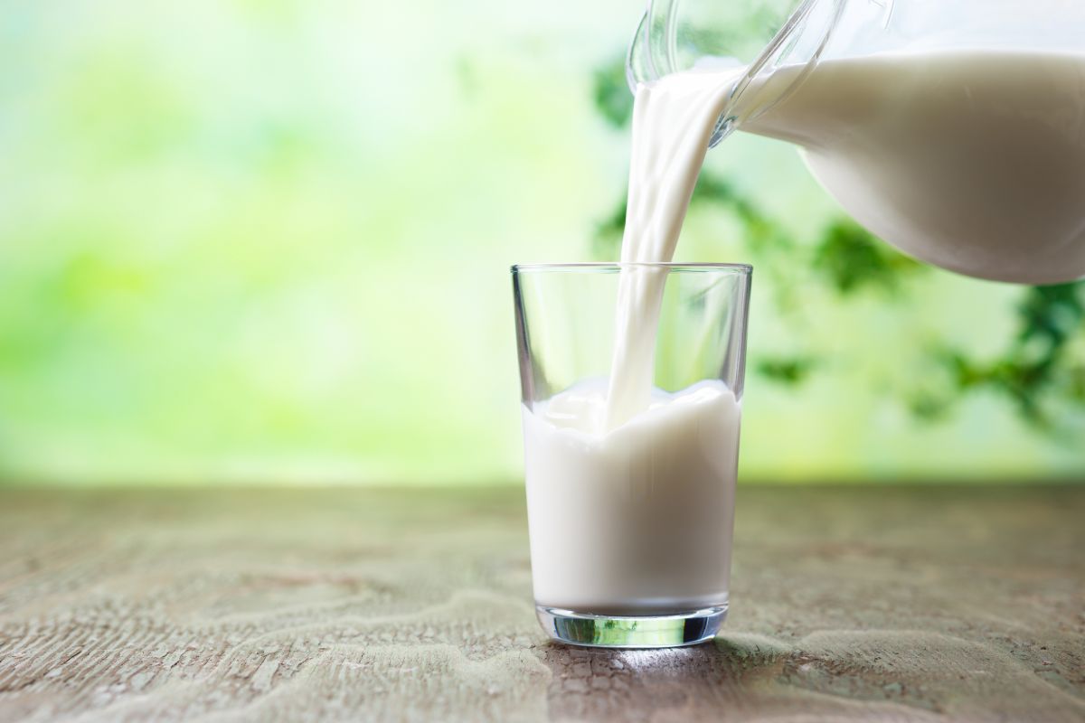 Le lait cru : un trésor à redécouvrir