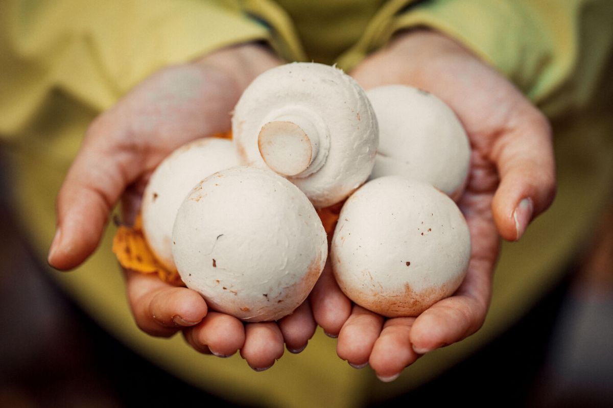 le champignon miracle : un atout anti-vieillissement incontournable