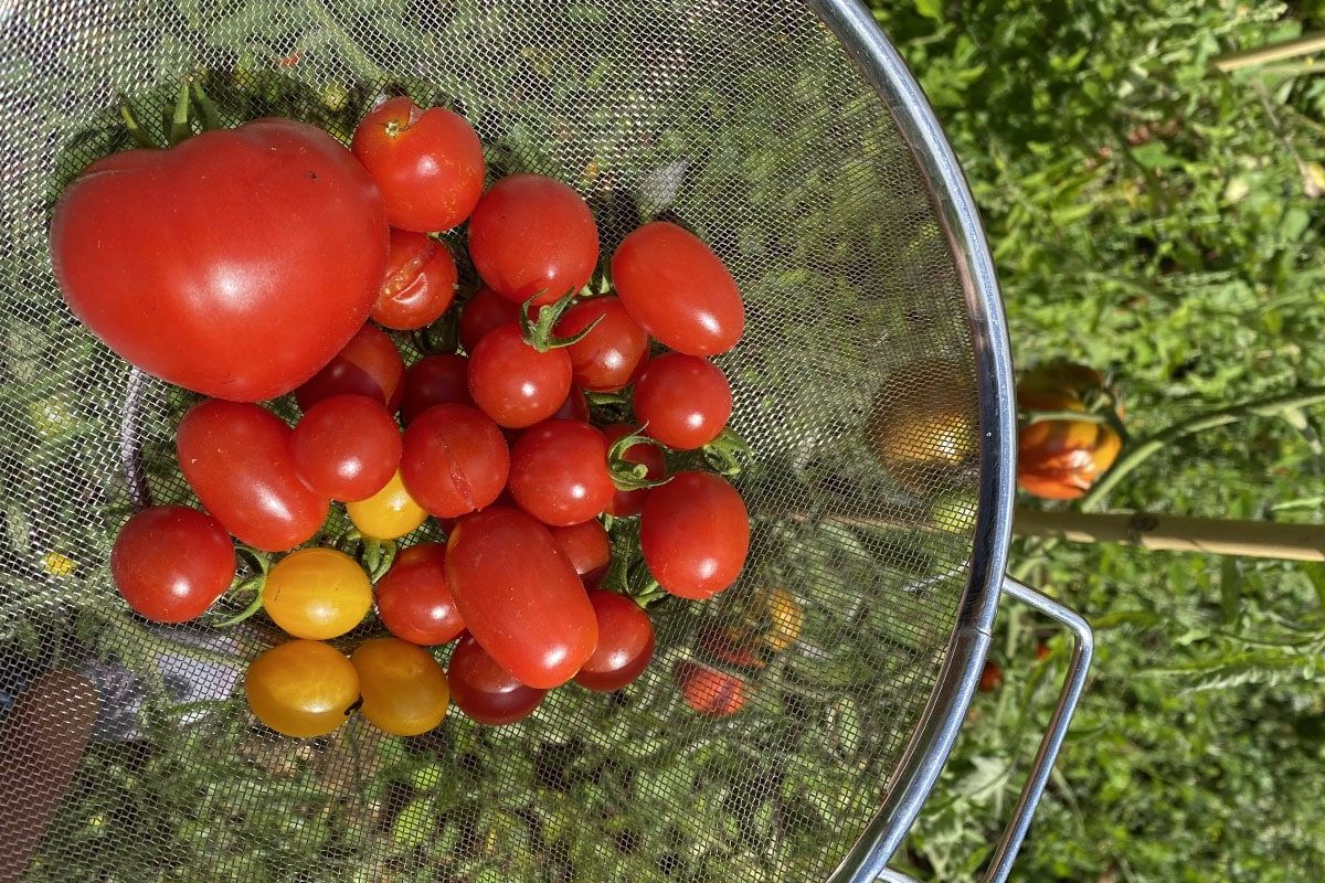 Les secrets pour conserver vos tomates plus longtemps