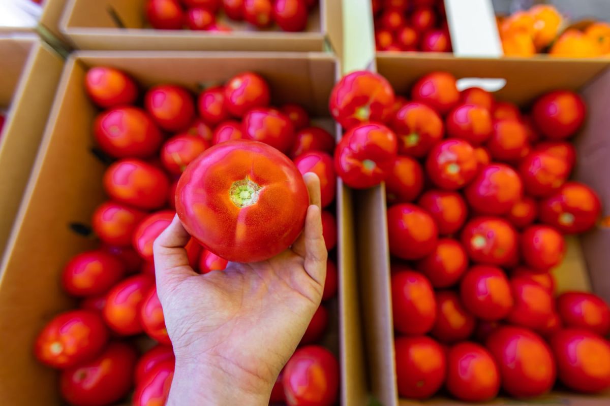 Découvrez le secret inattendu pour choisir une tomate parfaitement mûre