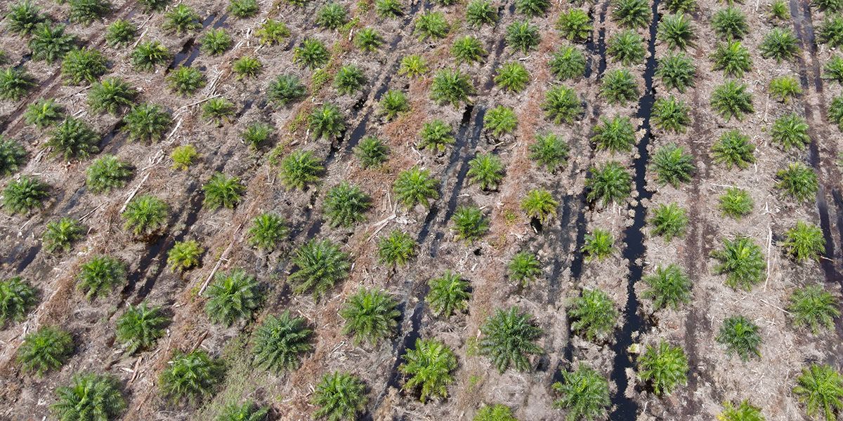 Les dangers insoupçonnés de l'huile de palme dans notre alimentation
