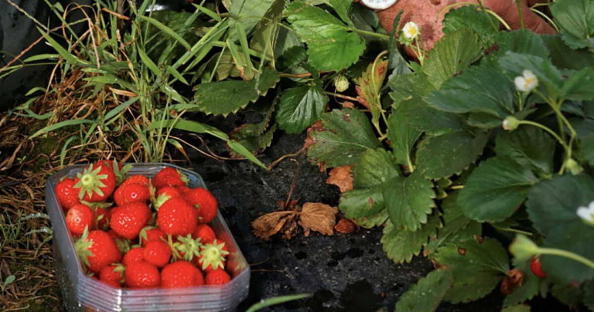 À la découverte des fraises exceptionnelles de Dordogne